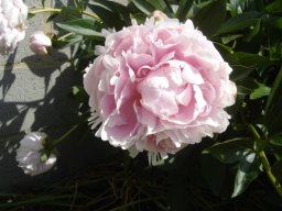 pivoine_20211127_1094299618